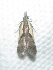 Dichomeris setosella