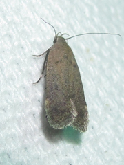 Anacampsis