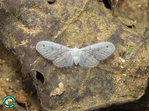 Mysidia albicans