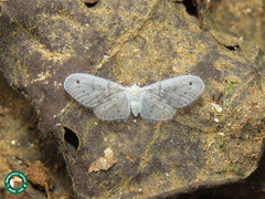 Mysidia albicans