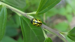 Calligrapha fulvipes