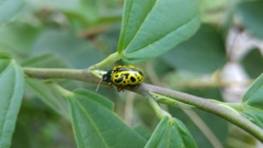Calligrapha fulvipes