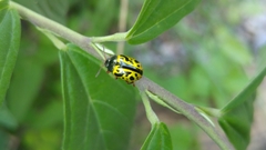Calligrapha fulvipes