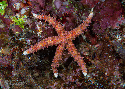 Gomophia egyptiaca Gray, 1840