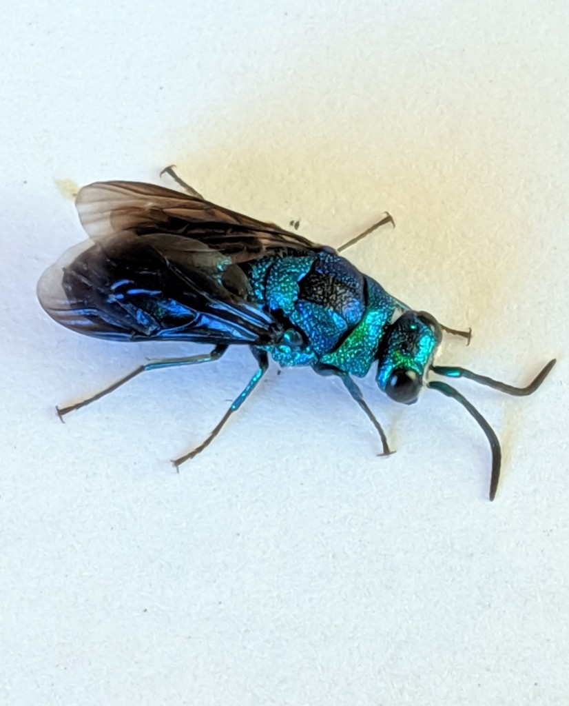 Metallic Bluishgreen Cuckoo Wasp from Napa County, CA, USA on August 4