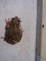 Scinax nasicus