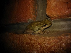 Scinax nasicus