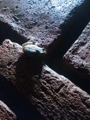 Scinax fuscomarginatus