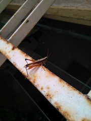 Amblytropidia australis