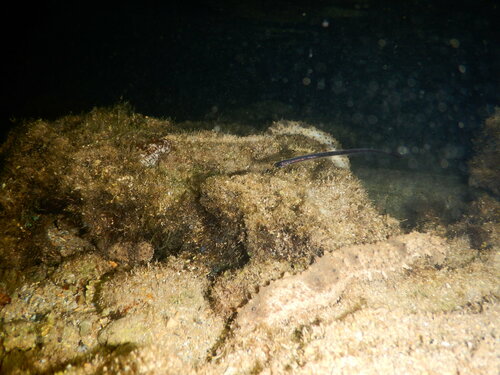 Encheliophis gracilis observed 2025-02-26