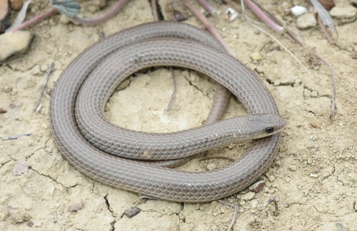 Sonora taylori (Boulenger, 1894)