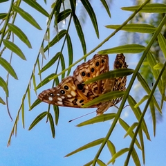 Asterocampa celtis antonia
