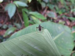 Neopamera neotropicalis