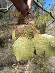 Eucalyptus populnea