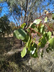 Eucalyptus populnea