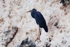 Ardea humbloti
