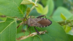 Piezogaster basilicus