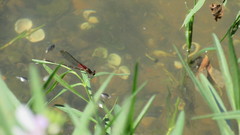 Hetaerina americana