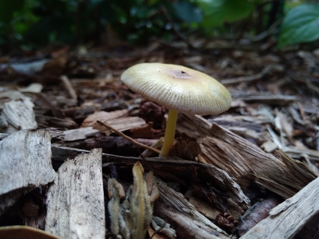 Bolbitius variicolor
