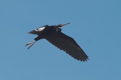 Egretta garzetta dimorpha