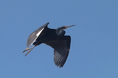 Egretta garzetta dimorpha