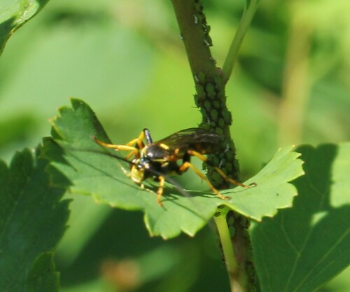 Ichneumon chasmodops