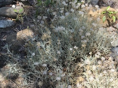 Chaenactis suffrutescens