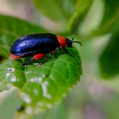 Asphaera abdominalis