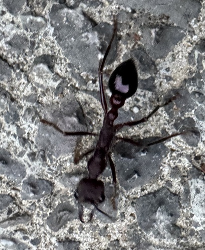 Photo of Inchman Ant (Myrmecia forficata)