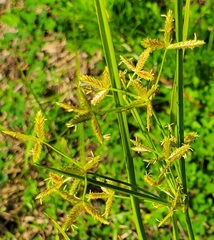 Cyperus dentatus