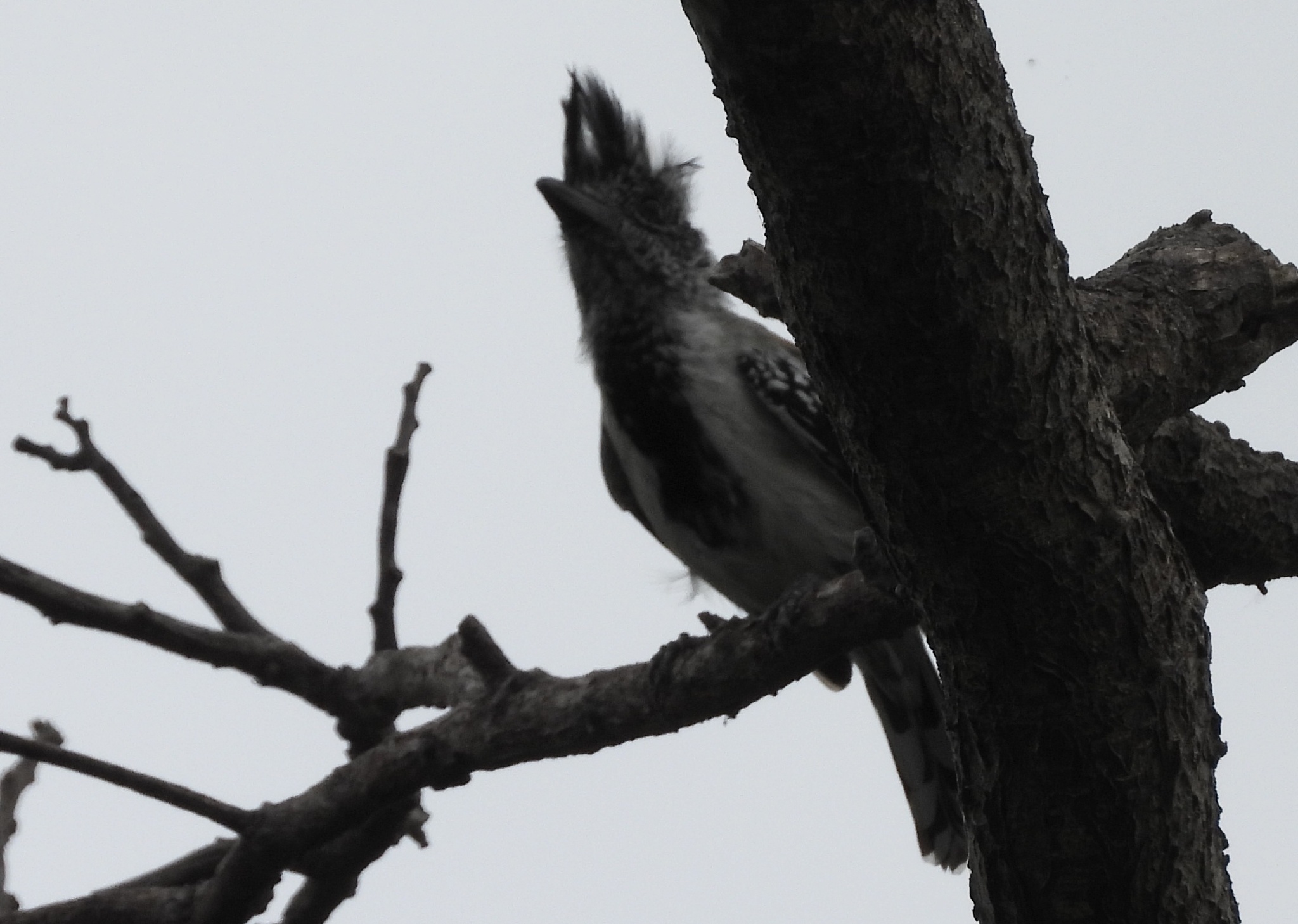 Black-crested Antshrike (Sakesphorus canadensis), photo 10