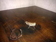 Rhammatocerus pictus