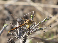 Erpetogomphus sipedon