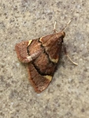 Hypsopygia thymetusalis