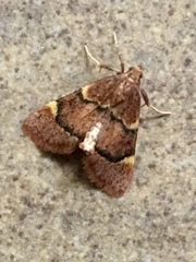 Hypsopygia thymetusalis