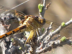 Erpetogomphus sipedon