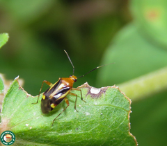 Horciasinus signoreti