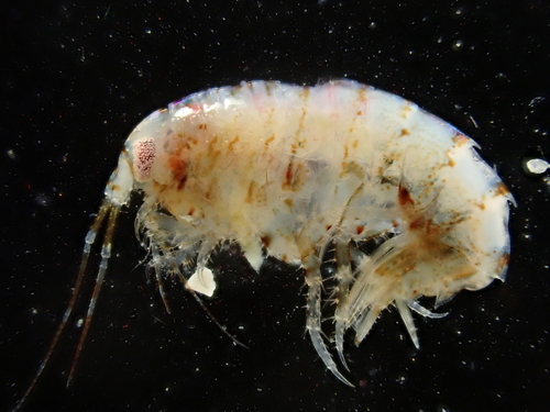 Dexamine spinosa