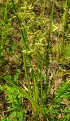 Cyperus dentatus