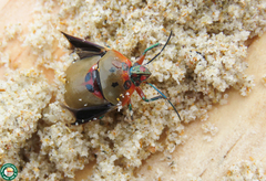 Augocoris illustris