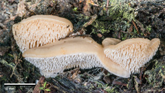 Hydnum crocidens