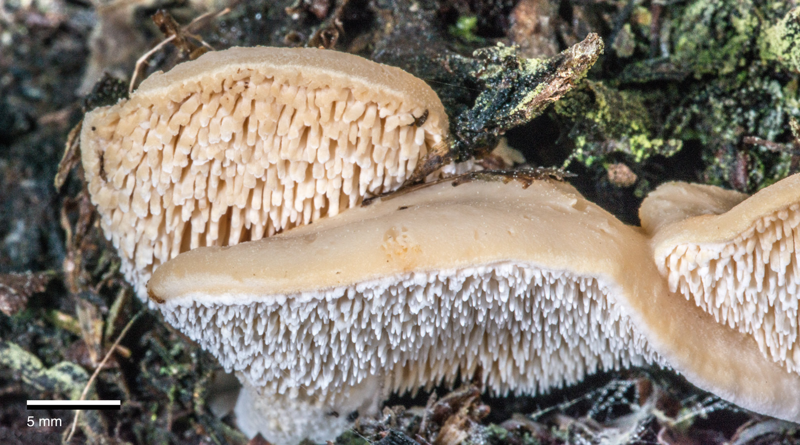 Hydnum ambustum image
