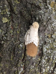 Lymantria dispar