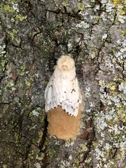 Lymantria dispar