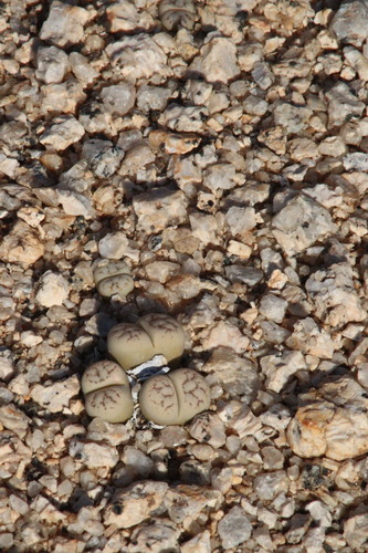 Lithops werneri