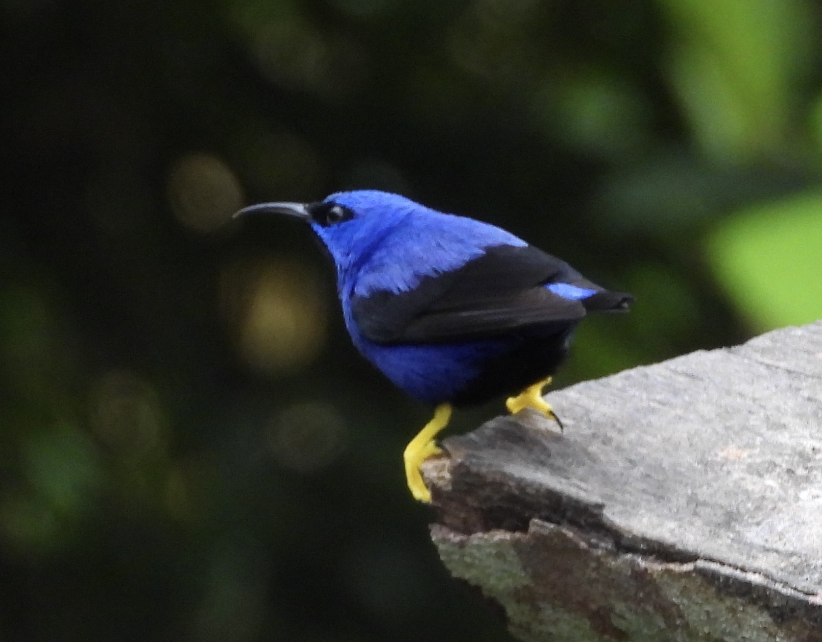 Purple Honeycreeper (Cyanerpes caeruleus), photo 10