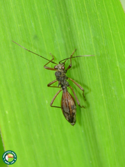 Colobathristidae