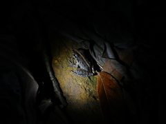 Craugastor fitzingeri