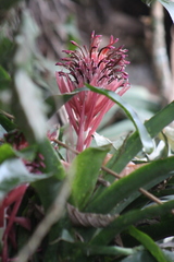 Billbergia pyramidalis