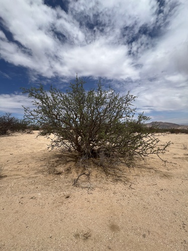 Image of Commiphora tenuipetiolata by no rights reserved